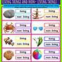 Living Things And Non Living Things Worksheets