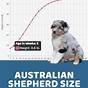 Toy Australian Shepherd Weight Chart By Age