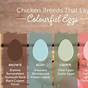 Easter Egger Chicken Egg Colors