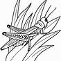 Free Printable Bug Coloring Pages