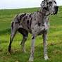 Great Dane Colors And Markings
