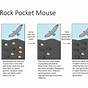 Rock Pocket Mouse Worksheet