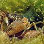 Biology Of Freshwater Crayfish