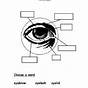 Label The Eye Worksheet