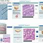 Epithelial Tissue Examples Quizlet