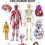 Human Body Charts