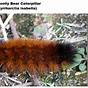 Woolly Bear Caterpillar Winter Chart