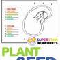 Science Worksheets For Seeds