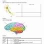 The Nervous System Worksheets