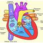 Heart Diagram Labeled Simple