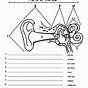 Parts Of The Ear Worksheet Grade 3