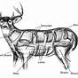 Elk Meat Diagram