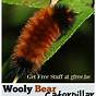 Wooly Caterpillar Winter Prediction Chart