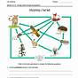 Food Web Worksheets Answers