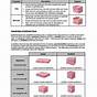 Epithelial Tissue Worksheet Answer Key