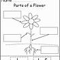 Label Parts Of A Flower Worksheet