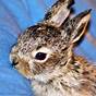 Cotton Tail Baby Rabbit Pictures