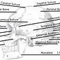 Skull Bone Labeling Worksheet