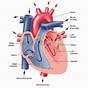 Heart Diagram Easy