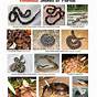 Florida Snake Identification Chart
