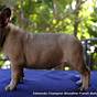 Champion Bloodline French Bulldog