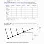 Phylogenetic Tree Worksheet