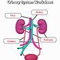 Urinary System Worksheets Answers