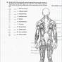 Human Muscles Coloring Answer Key