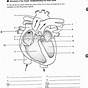 Structure Of The Heart Worksheet