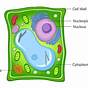Farsports Cars Differentiate Between Plant Cell Animal Diagr
