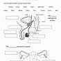 Female Anatomy Worksheet