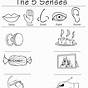 Five Senses Grade 1 Worksheet