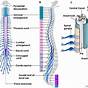 Schematic Diagram Of Spinal Cord