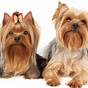 Weight Chart For Yorkies