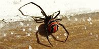 Image result for Black Widow Bite Pictures