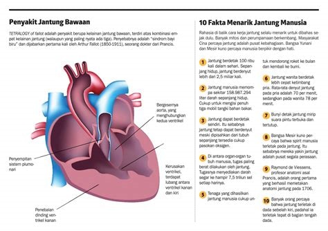 meningkatkan fungsi jantung dan paru-paru