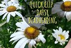 deadheading gerbera daisies