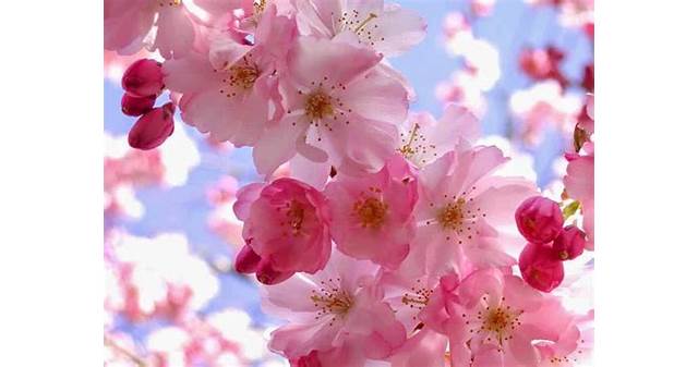 Bunga Sakura Ocha
