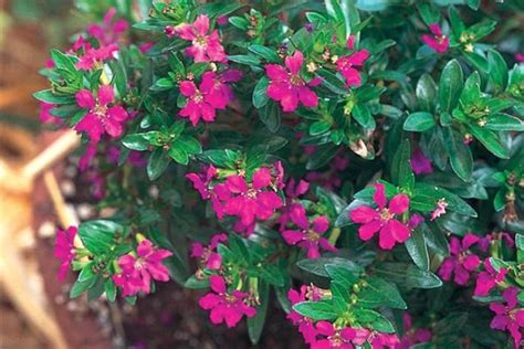 Cuphea Hyssopifolia Allyson Cuphea Mexican Heather Ebert S