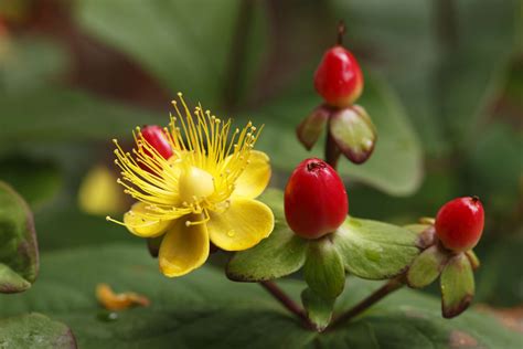 St. John’s Wort Flower Close-Up