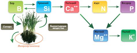 Заказать агрохимический анализ почвы