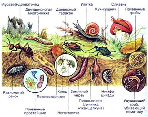 Почвенная среда обитания ее особенности (Таблица)