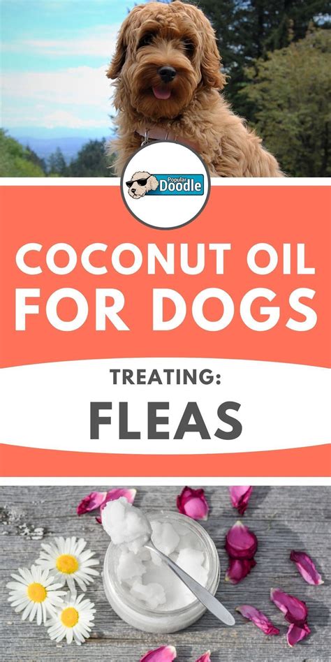 Coconut oil as skin conditioner