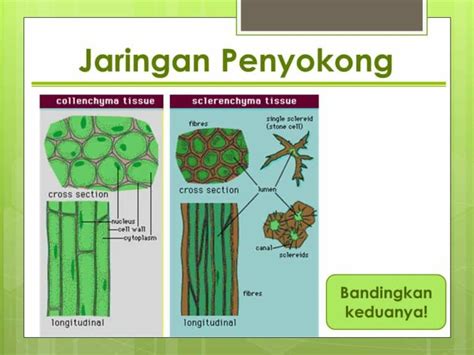 jaringan penyokong tumbuhan