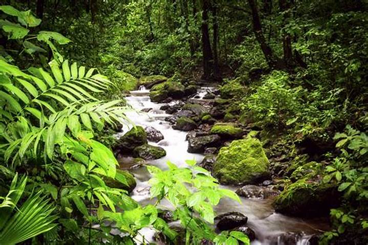 Healthy rainforest with rivers