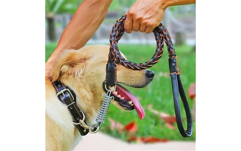 dogs and leashes subindo