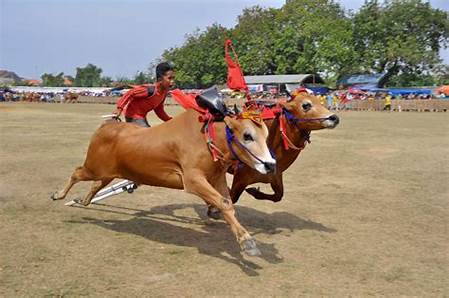 Karapan Sapi Gumi