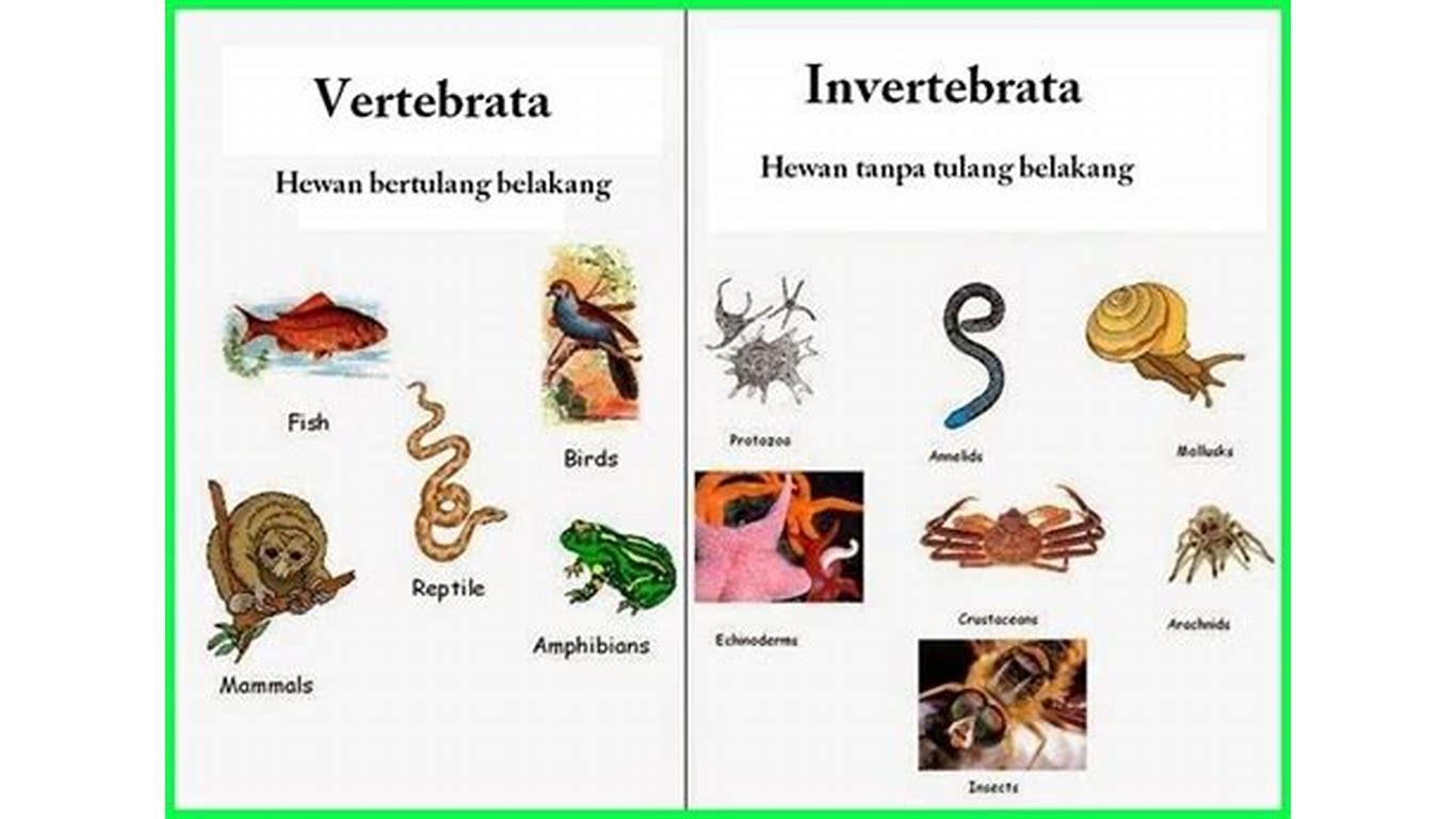 Klasifikasi Vertebrata