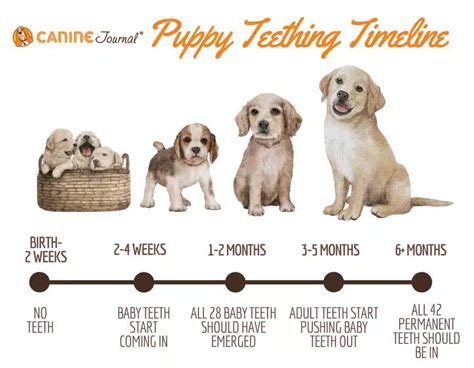 Teething