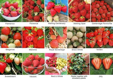 strawberry